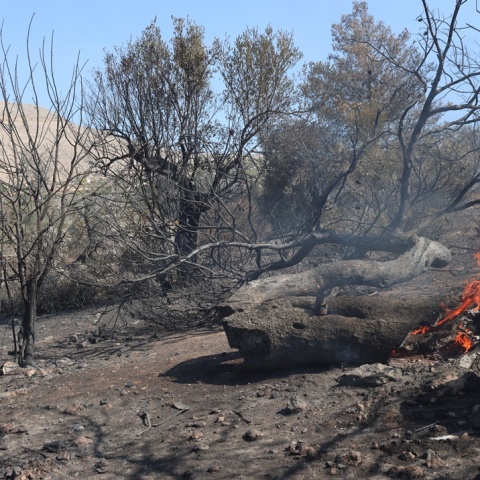 Κορμός δέντρου που καίγεται