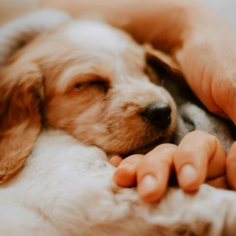 Χαλκιδική: Άγνωστος σκότωσε ένα σκυλάκι με αεροβόλο στην Αρναία - Η αστυνομία ξεκίνησε έρευνα μετά την καταγγελία του ιδιοκτήτη.