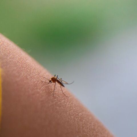 Επιστήμονες εξηγούν γιατί κάποιοι προσελκύουν περισσότερα κουνούπια - Μεταβολισμός, ρούχα, θερμοκρασία σώματος και ομάδα αίματος επηρεάζουν την «προτίμηση»