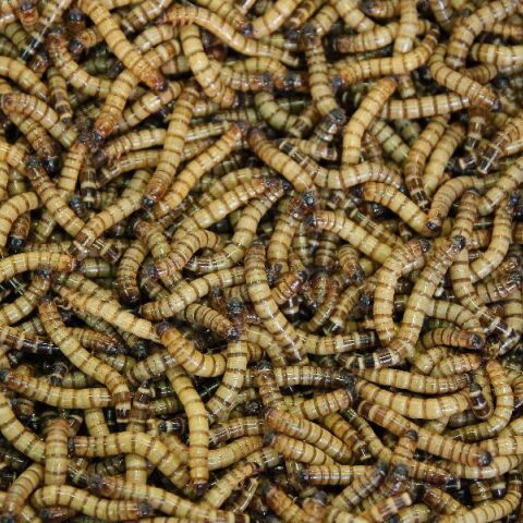 Σκουλήκια που τρώνε και χωνεύουν πλαστικό δίνουν ελπίδες για έναν πιο καθαρό πλανήτη