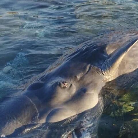 Σάμος: Ξεβράστηκε νεκρή νεαρή φάλαινα φυσητήρας μήκους 4 μέτρων