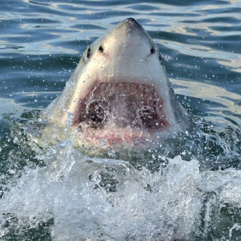 Καρχαρίας σκότωσε σέρφερ στο Σίδνεϊ: «Είχε υποστεί καταστροφικά τραύματα» - Κλείνουν παραλίες 