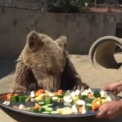 Αρκούδα στην Τουρκία  έφαγε πολλά φρούτα και κατέληξε με στομαχόπονο σε κτηνιατρική κλινική 
