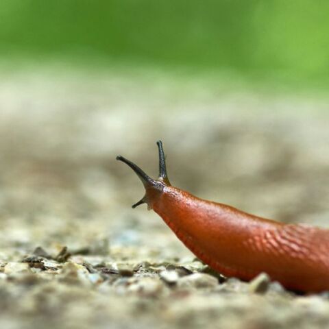 Γερμανία: Ένα σαλιγκάρι προκαλούσε νυχτερινό χάος σε πολυκατοικία στη Βαυαρία, χτυπώντας συνεχώς τα κουδούνια και ξυπνώντας τους κατοίκους.