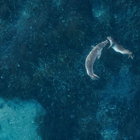 Seal Greece: Η θαλάσσια εκστρατεία ενημέρωσης για την προστασία της φώκιας Monachus monachus ολοκληρώθηκε - Οι πρεσβευτές της δράσης μοιράζονται την εμπειρία