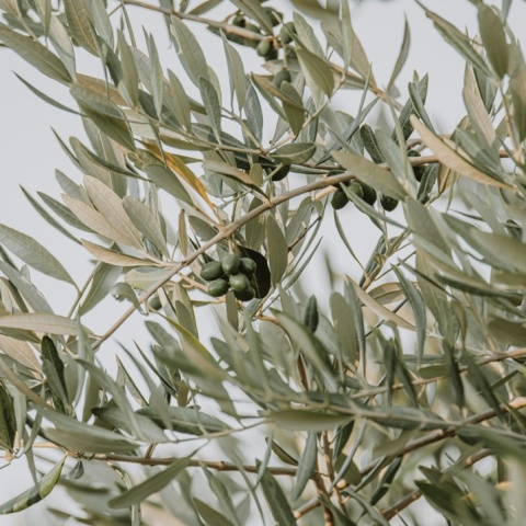 Κλαδί ελιάς