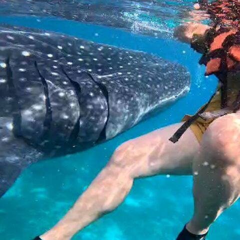 Πώς είναι να κολυμπάς δίπλα σε έναν φαλαινοκαρχαρία