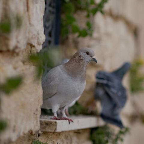 Ρώμη: Απαγόρευση του δημάρχου σε γυναίκα να ταΐζει περιστέρια, μετά από διαμαρτυρίες γειτόνων για «κόλαση» λόγω υγειονομικού κινδύνου και αβάσταχτης δυσοσμίας