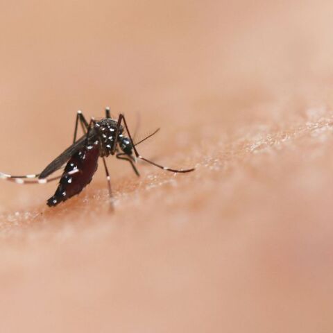 Εντοπίστηκε κρούσμα του ιού του Δυτικού Νείλου στην Εύβοια -  Πώς θα προστατευτείτε