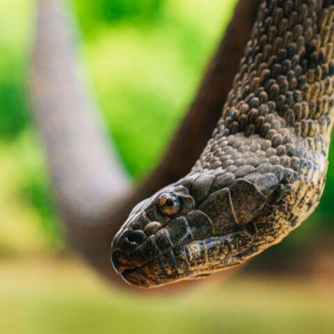 Ζευγάρι βρήκε δέκα φίδια στο σαλόνι του μετά τις διακοπές λόγω ενός φυτού που αγόρασε online