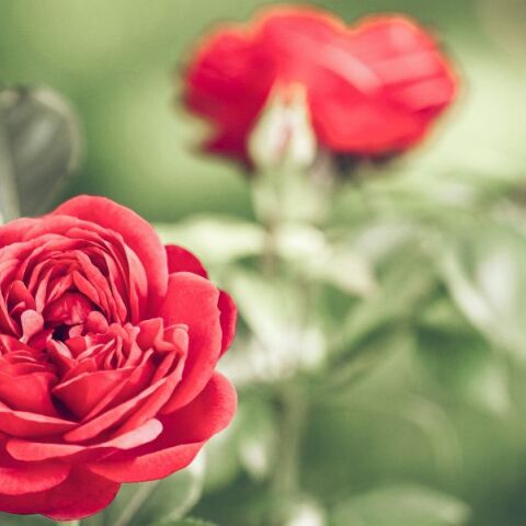 Εορτολόγιο: Σήμερα 18 Σεπτεμβρίου 2025 γιορτάζει…