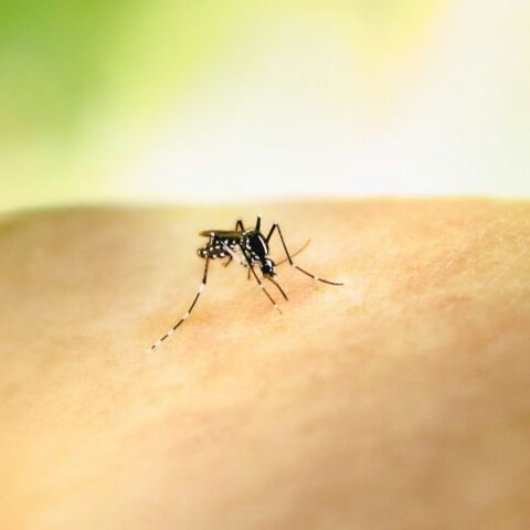 Αυξάνονται τα κρούσματα ιού του Δυτικού Νείλου στη Δυτική Ελλάδα - Τρεις ασθενείς νοσηλεύονται στο Ρίο