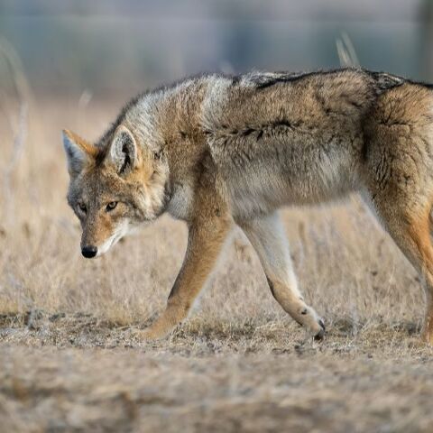 Βίντεο δείχνει τον λύκο που επιτέθηκε στην 5χρονη στη Χαλκιδική να κάνει βόλτες σε άλλη παραλία