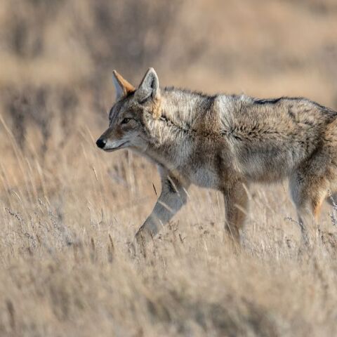 Χαλκιδική: Νέα επίθεση λύκου σε γυναίκα που είχε βγάλει βόλτα τον σκύλο της
