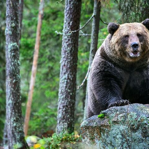 Φλώρινα: Αρκούδα μπήκε από το παράθυρο σε κτηνοτροφική μονάδα και έφαγε 15 πρόβατα
