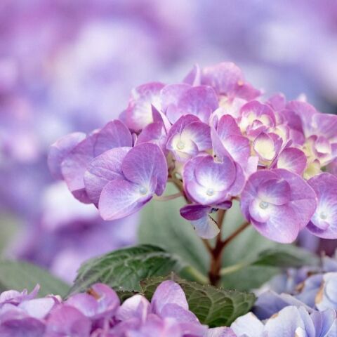 Εορτολόγιο: Σήμερα, 20 Σεπτεμβρίου 2025, γιορτάζει…