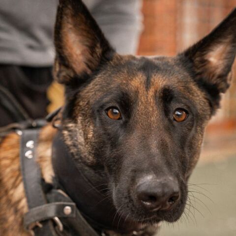 Θεσσαλονίκη: Σύλληψη 33χρονου για κατοχή και διακίνηση ναρκωτικών - Ο σκύλος Iris της ΕΛΑΣ ανίχνευσε κρυμμένα πάνω από 6 κιλά κοκαΐνης και κάνναβης