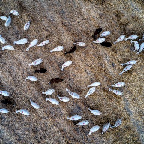 Αιγοπρόβατα