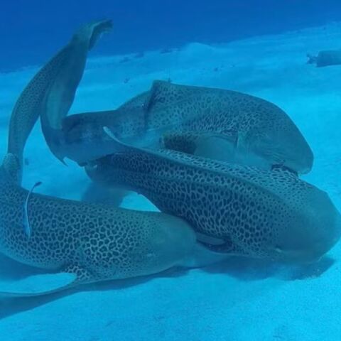 Σπάνιο βίντεο στη Νέα Καληδονία κατέγραψε για πρώτη φορά ζευγάρωμα καρχαριών-λεοπαρδάλη: Δύο αρσενικοί με μία θηλυκή σε «τρίο».