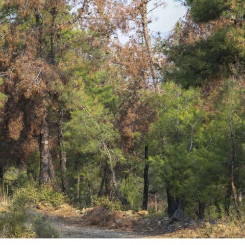 Ανδρας έσφαξε και έγδαρε αρνί στο δάσος του Σέιχ Σου, για «να τιμήσει το κουρμπάνι»