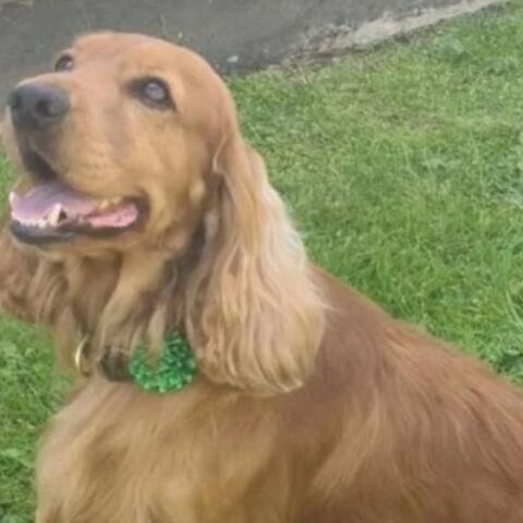 Ο σκύλος υποστήριξης Μπέιλι απελευθερώθηκε από φυλακή της Βόρειας Ιρλανδίας μετά από εκστρατεία διαμαρτυρίας και παρέμβαση πολιτικών.