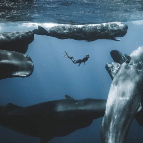 Ocean Photographer of the Year 2025: Ο Γιούρι Ιβάνοφ κέρδισε το βραβείο - Περισσότερες από 15.000 εικόνες υποβλήθηκαν από φωτογράφους σε όλο τον κόσμο