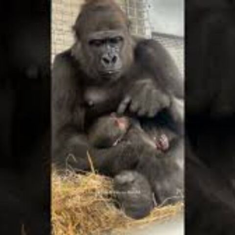 12χρονη γορίλας έγινε μαμά για πρώτη φορά - Viral το βίντεο όπου φροντίζει το μωρό της