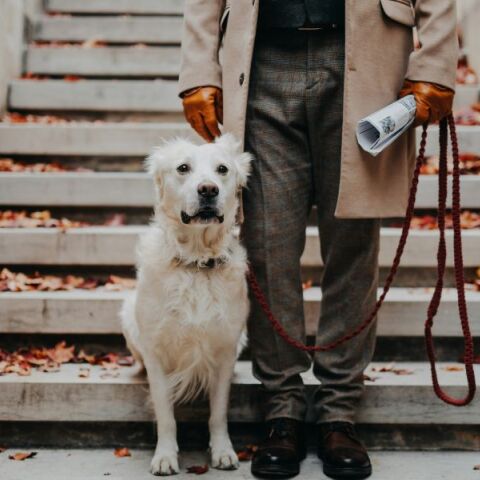 Ιταλία: Η επαρχία Μπολζάνο προτείνει φόρο για σκύλους-τουρίστες και κατοικίδια ντόπιων - Θύελλα αντιδράσεων από ζωοφιλικές οργανώσεις