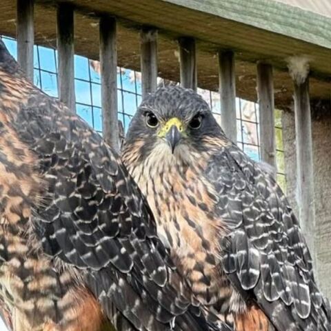 Απειλούμενο γεράκι κάρεαρεα κερδίζει τον τίτλο του Πουλιού της Χρονιάς της Νέας Ζηλανδίας για το 2025 - Έχουν απομείνει περίπου 5.000 με 8.000