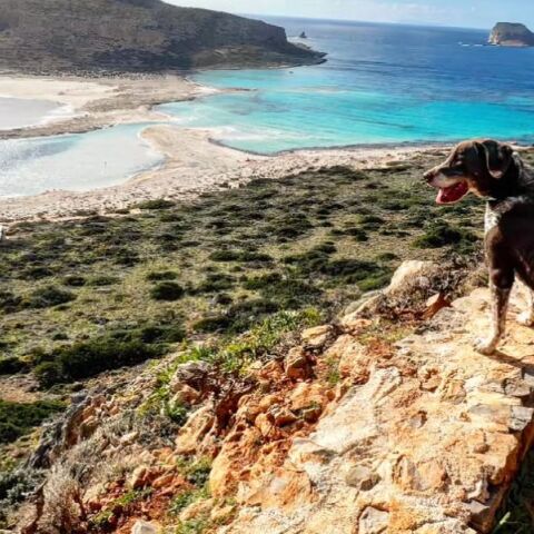 Το συγκινητικό αντίο του Σταύρου Θεοδωράκη στον αγαπημένο του σκύλο, Σήφη
