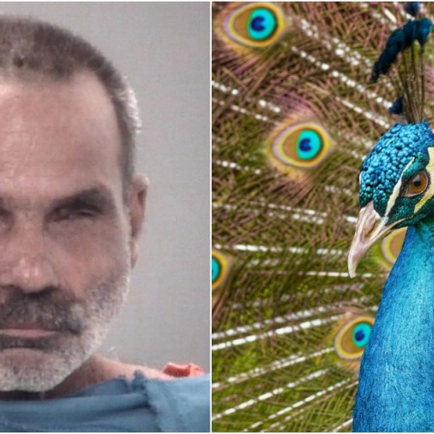 Άνδρας στη Φλόριντα σκότωσε και έφαγε τα παγώνια του