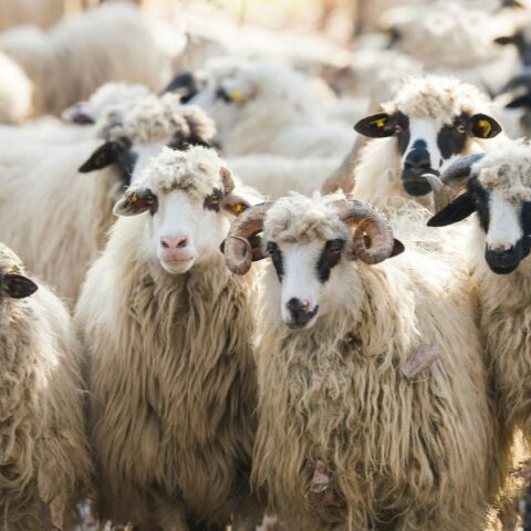 Κρήτη: Παράταση των προληπτικών μέτρων για την ευλογιά των προβάτων αποφάσισε η Περιφέρεια