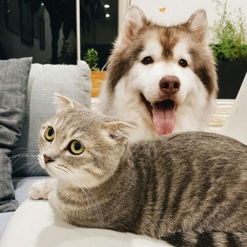 Κατοικίδια και Πολυκατοικίες: Αρμονική συμβίωση ή σύγκρουση;