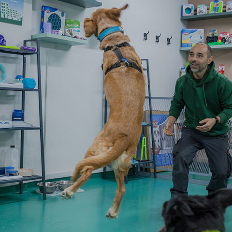 Κυνόπολις by Urban Dogs