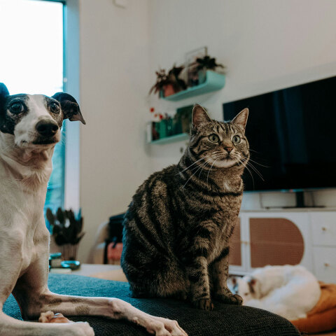 7 προτάσεις για να προσφέρεις τα καλύτερα στο κατοικίδιό σου