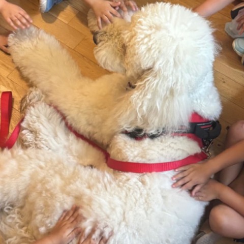 Σκύλος θεραπείας του Dogtherapy μαζί με παιδιά 