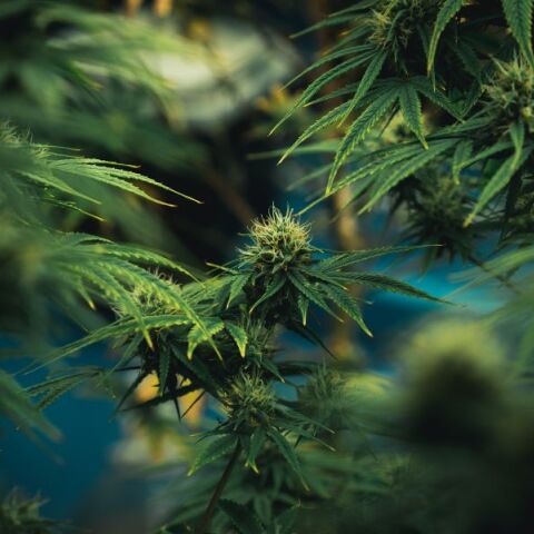 Συντονισμένη επιχείρηση της ΕΛ.ΑΣ. στο Ρέθυμνο οδήγησε στον εντοπισμό φυτείας κάνναβης στον Δήμο Αμαρίου - Εκριζώθηκαν 80 δενδρύλλια έως 2,5μ.