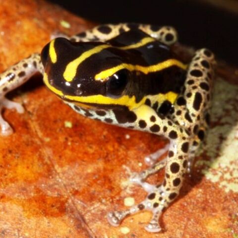 Νέο είδος μικροσκοπικού δηλητηριώδους βατράχου ανακαλύφθηκε στο Περού - Η ανακάλυψη του Ranitomeya hwata τονίζει την αξία των προστατευόμενων περιοχών.