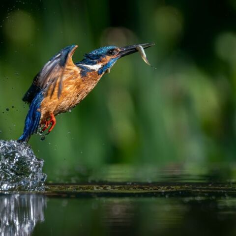 Ευρωπαϊκή γιορτή των πουλιών 2025: Η φύση γιορτάζει τον Οκτώβριο
