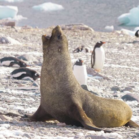 Απειλούμενα είδη: Στην «Κόκκινη Λίστα» οι φώκιες της Αρκτικής