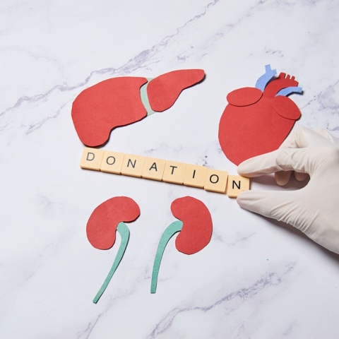 Απεικόνιση με χαρτόνι οργάνων που μπορούν να γίνουν δωρεά 