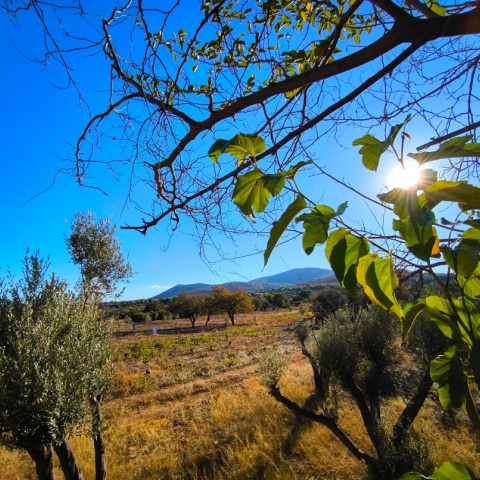 Ήλιος πίσω από τα φύλλα δέντρου