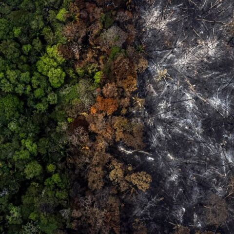 Η υγεία των δασών παγκοσμίως επιδεινώνεται - Έκθεση προειδοποιεί πως η οικονομία ενισχύει τη δασική καταστροφή, απειλώντας το μέλλον της ανθρωπότητας.