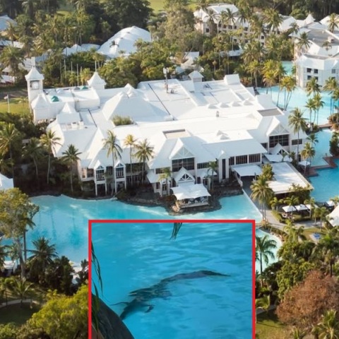 Αυστραλία: Κροκόδειλος βρέθηκε στην πισίνα πολυτελούς θερέτρου στο Κουίνσλαντ - Οι αρχές απομάκρυναν το ερπετό και εξέδωσαν προειδοποιήσεις.