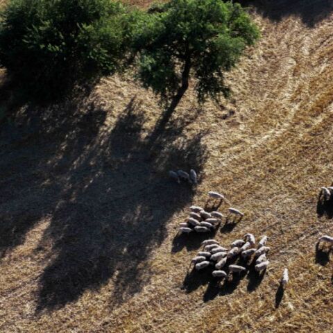 Υπουργείο Αγροτικής Ανάπτυξης: Εγκρίνει 10 εκατ. ευρώ για αποζημιώσεις ευλογιάς προβάτων και στήριξη Περιφερειών, στο πλαίσιο της δεύτερης φάσης ενισχύσεων.