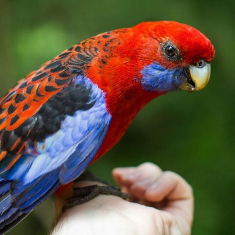 Ο Νάιτζελ, Βρετανός παπαγάλος, επέστρεψε μετά από 4 χρόνια, μιλώντας Ισπανικά - Βρέθηκε μέσω μικροτσίπ, αλλά αποκαλύφθηκε πως είχε υιοθετηθεί