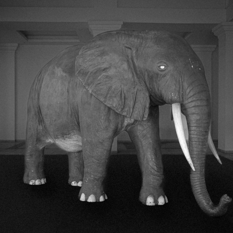 Δημήτρης Μυτάς: Ο Ελέφαντας είναι το βάρος που δεν λέγεται