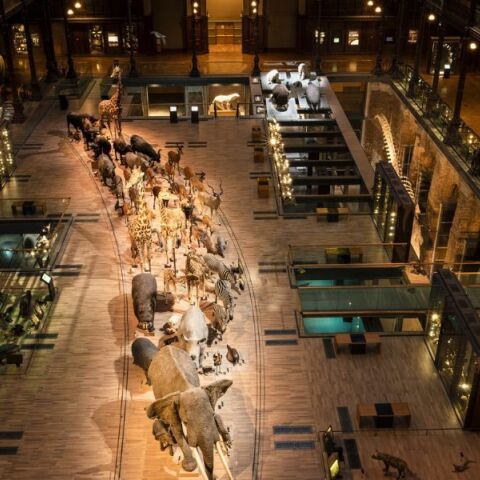 Γυναίκα συνελήφθη για την κλοπή ράβδων χρυσού αξίας 1,5 εκατ. ευρώ από το Μουσείο Φυσικής Ιστορίας στο Παρίσι - Οι δράστες φέρονται να ήταν πληροφορημένοι. 