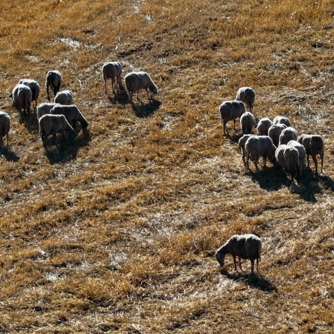 Εικόνα με προβατάκια 