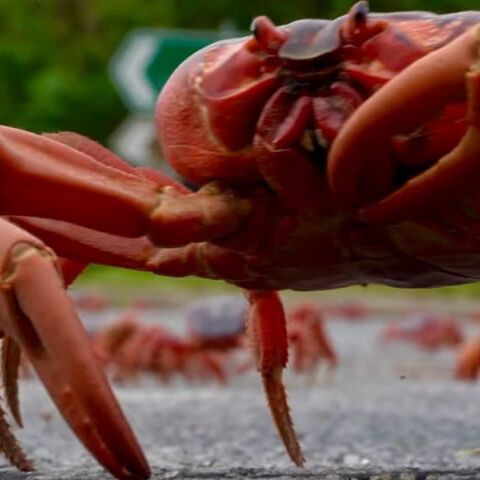 Βίντεο: Δεκάδες εκατομμύρια κόκκινα καβούρια ξεκινούν την ετήσια μετανάστευσή τους στην Νήσο των Χριστουγέννων για να γεννήσουν και να αναπαραχθούν.